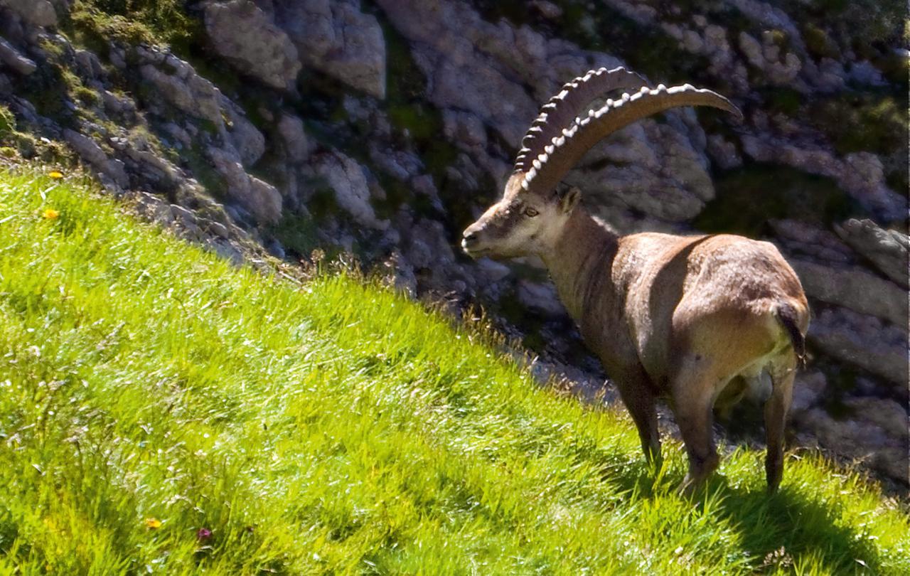 Hotel Landhaus Saentis ヘリザウ エクステリア 写真